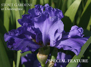 Iris SPECIAL FEATURE