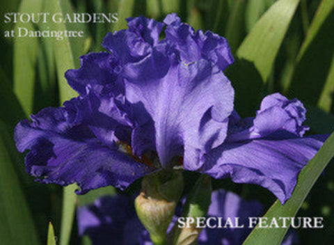 Iris Special Feature
