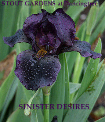 Iris SINISTER DESIRE