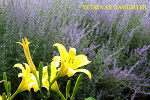 Daylily Tetrinas Daughter