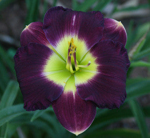 Daylily Marietta Dazzler