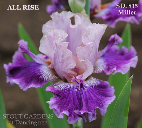 Iris All Rise