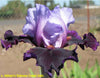Iris Blueberry Treats