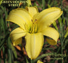 A bright green and yellow daylily flower with the name 'GREEN DOLPHIN STREET' across the top and 'STOUT GARDENS at DANCINGTREE' across the bottom.