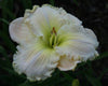 Near white daylily 'JOHN ALGOOD' is shown at 'Stout Gardens At Dancingtree'.