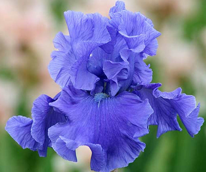 Iris Deschutes
