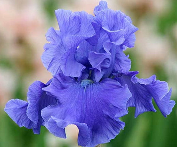 Iris Deschutes