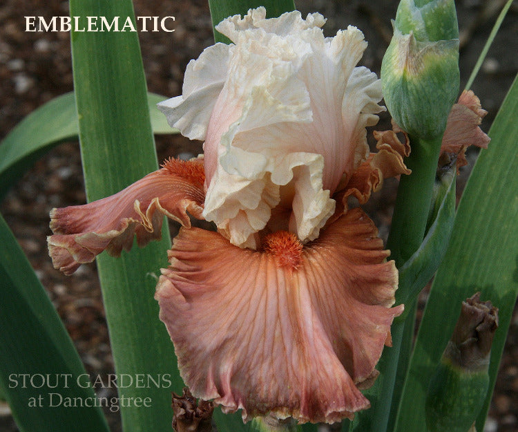 Iris Emblematic