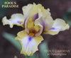Iris Fool's Paradise