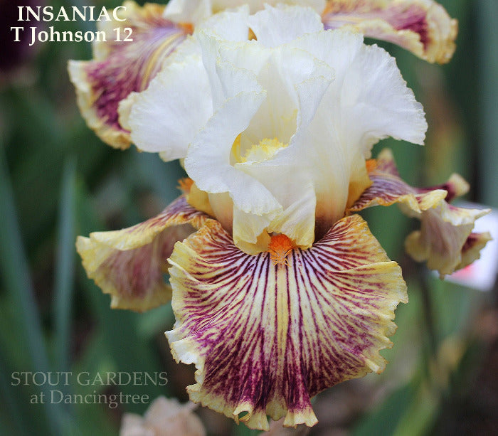 Iris Insaniac