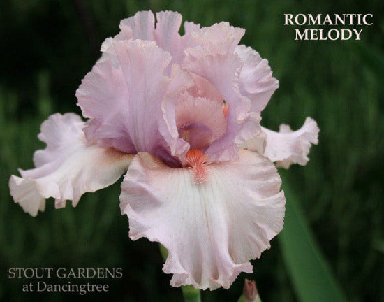 A pink tall bearded iris called  'Romantic Melody' is shown at 'Stout Gardens At Dancingtree'.