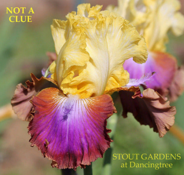Multicolored flower with 'Not a Clue' text and 'Stout Gardens at Dancingtree' branding.