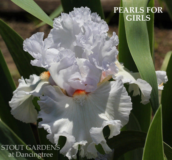 White, space-age, tall bearded iris flower  named 'Pearls for Girls' at 'Stout Gardens At Dancingtree'.