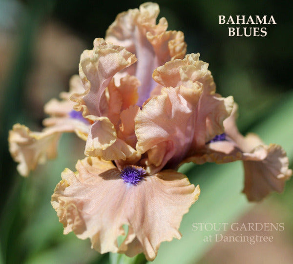 Close-up of the ruffled pink intermediate bearded iris flower, 'Bahama Blues' at 'Stout Gardens At Dancingtree'.