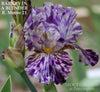 A flower named 'Barney in a Blender', showcasing a tall bearded iris with a broken color pattern of grape purple over tan ground, with wide variations and splotches of purple. 'Stout Gardens At Dancingtree'. 