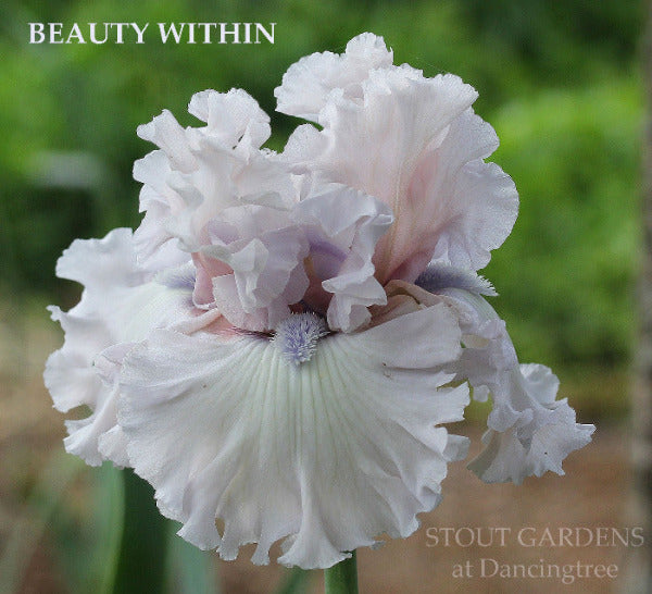 White and pink flower with 'Beauty Within' text and 'Stout Gardens at Dancingtree' branding.