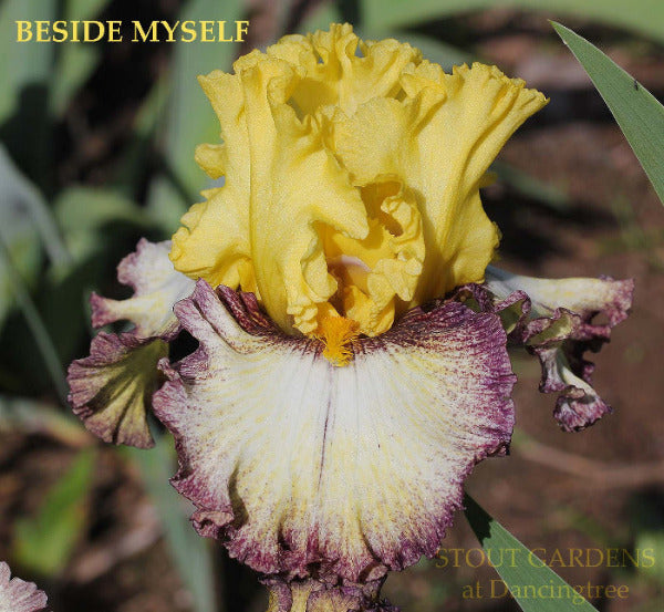 Tall bearded iris 'Beside Myself' displaying plicata pattern with lemon yellow over creamy white ground patterned in rose purple at 'Stout Gardens At Dancingtree'.
