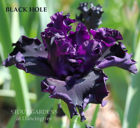 Iris Black Hole