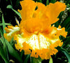 Tall bearded iris 'Blind Luck' up close showing golden yellow and white colors at 'Stout Gardens at Dancingtree'.