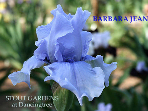 Tall bearded iris 'Barbara Jean' displaying light blue-violet flowers at 'Stout Gardens At Dancingtree'.