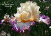Tall bearded iris 'Be Original' showing soft apricot and purple and white flowers at 'Stout Gardens At Dancingtree'. 