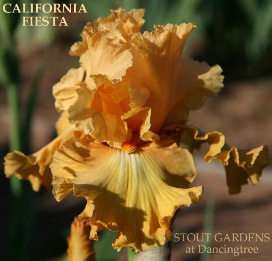 Close-up of an orange tall bearded iris flower called 'California Fiesta' at 'Stout Gardens at Dancingtree'.