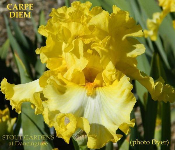 Yellow and white ruffled tall bearded iris flower named 'Carpe Diem' at 'Stout Gardens at Dancingtree'.