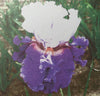 Close-up of a white and purple tall bearded iris flower with green background.