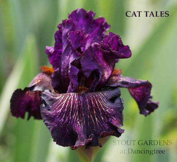 Dark purple tall bearded iris flower with name 'Cat Tales' at 'Stout Gardens at Dancingtree' on a blurred green background
