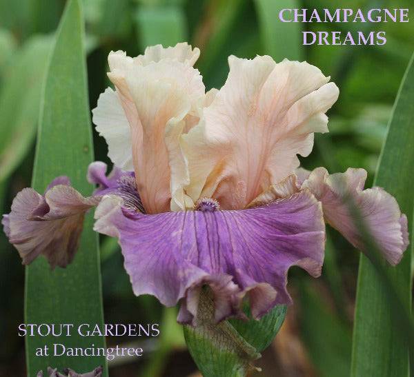 A close-up image of a pink and purple Iris flower called 'Champagne Dreams' with a blurred background at 'Stout Gardens at Dancingtree'.