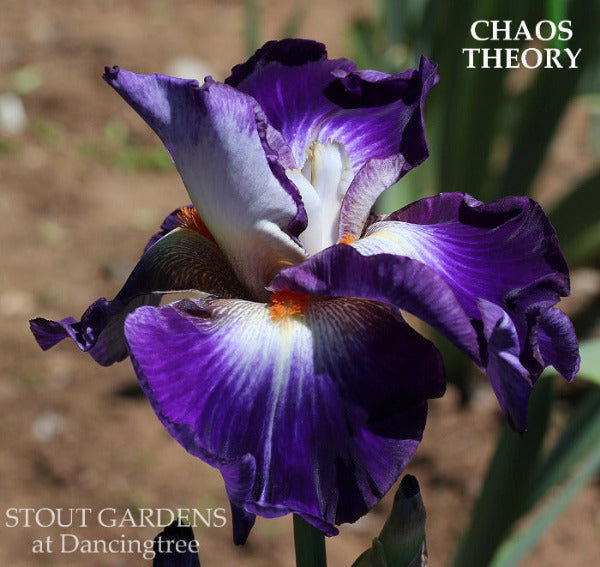 Purple and white flattie iris flower named 'Chaos Theory' at 'Stout Gardens at Dancingtree'.