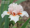 Close up of 'Charmante Demoiselle', a pink miniature tall bearded iris  at 'Stout Gardens at Dancingtree'.