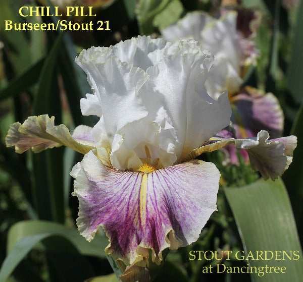 Close-up of 'Chill Pill' a tall bearded iris, showing white flower with purple veining and wash at 'Stout Gardens At Dancingtree'.