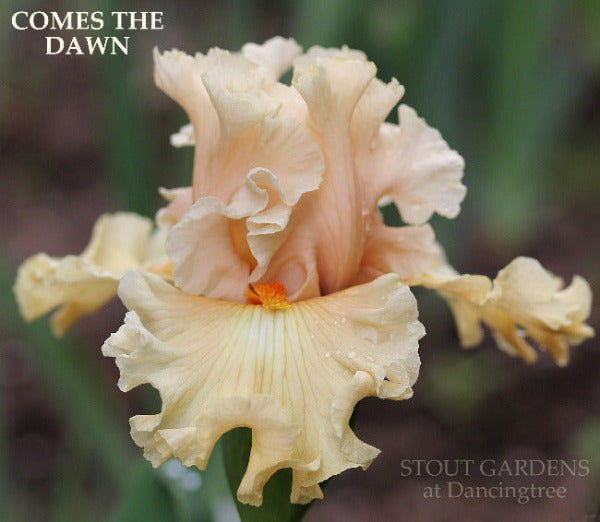 Pastel light orange tall bearded iris flower called 'COMES THE DAWN' at 'STOUT GARDENS at Dancingtree'.