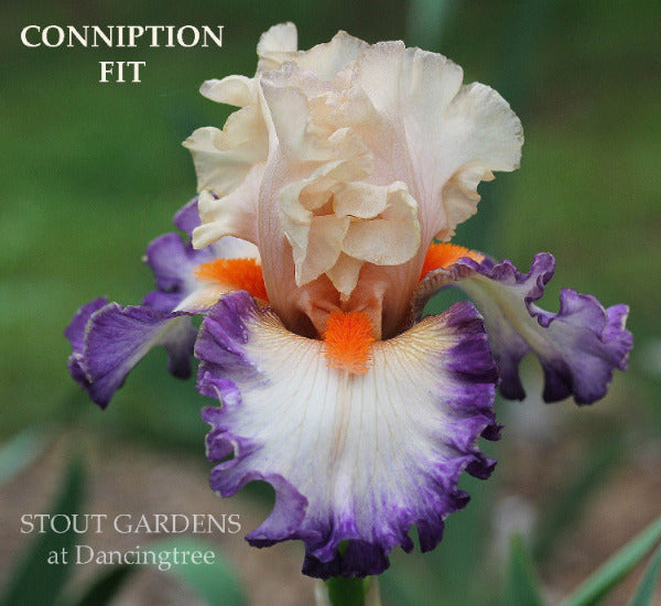 'Conniption Fit' shows a colorful soft apricot and white tall bearded iris flower with bold dark purple bands and big orange beards. At 'Stout Gardens at Dancingtree'.