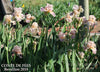 Photo of a clump of 'Conte De Fees', a soft pink and purple tall bearded iris, at 'Stout Gardens at Dancingtree'.
