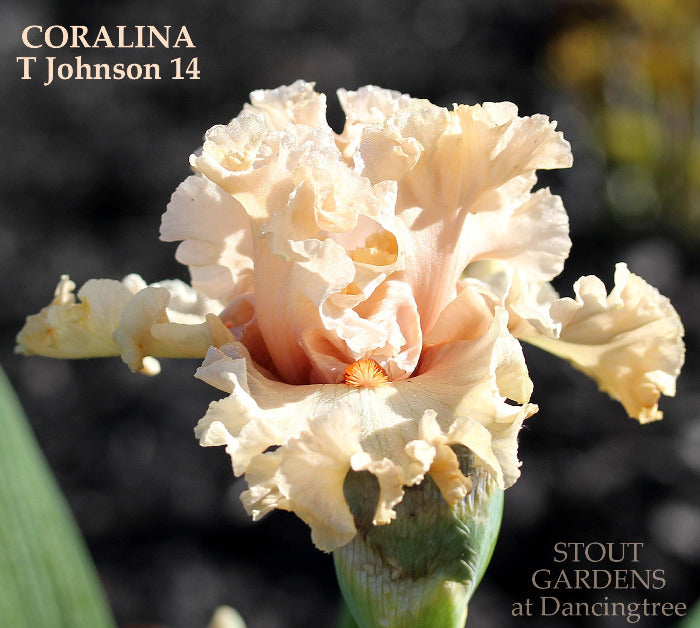 Close up the tall bearded iris 'Coralina' showing a ruffled soft peach flower at 'Stout Gardens at Dancingtree'.