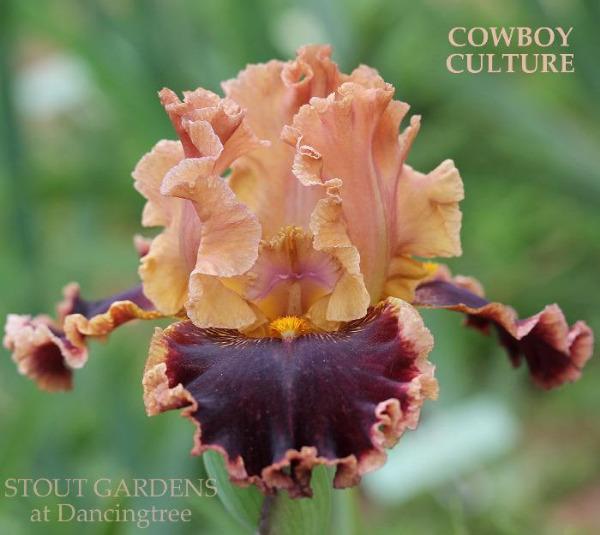 Close-up of 'Cowboy Culture', a tall bearded iris, showing beige and dark maroon colors at 'Stout Gardens at Dancingtree'.