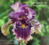 A close-up image of tall bearded iris 'Creature Of The Night' flower with a dark purple coloration and a champagne yellow border at 'Stout Gardens At Dancingtree'.