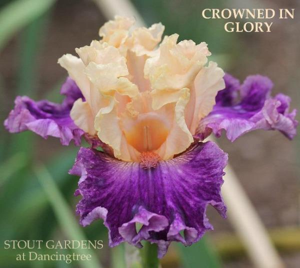 Multicolored tall bearded iris flower 'Crowned in Glory' displaying peach and purple, bi-colored flower at 'Stout Gardens at Dancingtree'.