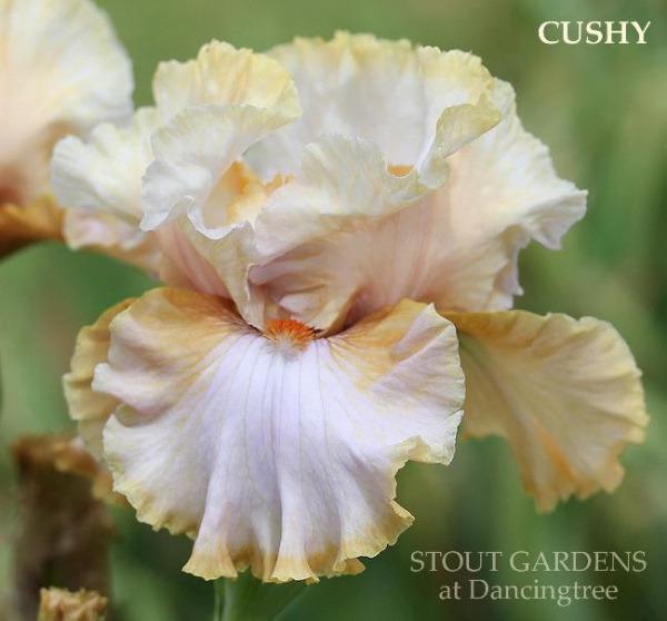 Close-up of 'Cushy', a white and soft yellow tall bearded iris at Stout Gardens at Dancingtree