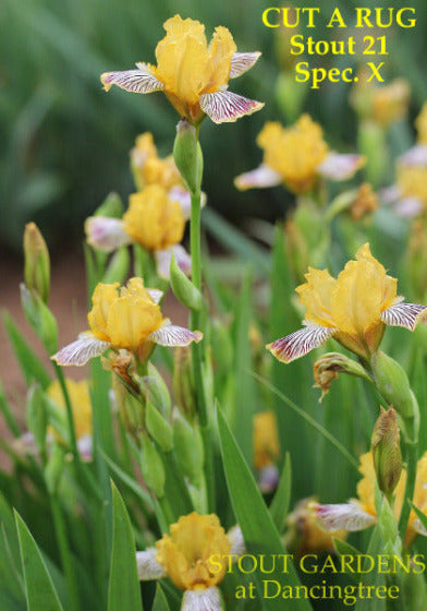 Yellow species-X flowers with dark purple on white stripes named 'CUT A RUG' by Hugh Stout Jr. ' in the garden 'Stout Gardens at Dancingtree'.