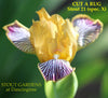 Yellow iris flower with purple accents named 'Cut a Rug' by Stout  at 'Stout Gardens at Dancingtree'.