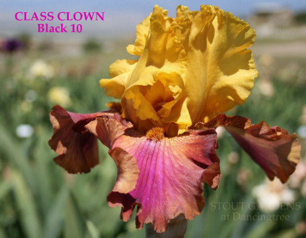 Yellow and fuchsia purple tall bearded iris 'Class Clown' shown at 'Stout Gardens At Dancingtree'.