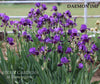 Group of miniature tall bearded iris, 'Daemon Imp' showing light and dark  purple colors at 'Stout Gardens' at Dancingtree'.