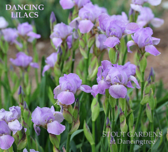 A cluster of lilac purple miniature tall bearded Iris 'Dancing Lilacs' at 'Stout Gardens At Dancingtree'.
