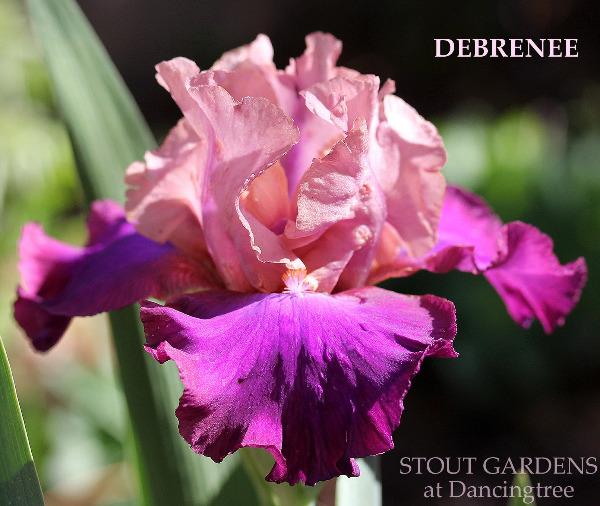 Pink and purple tall bearded iris flower called 'Debrenee'  at 'Stout Gardens At Dancingtree'.