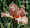 Pink tall bearded iris flower 'Desirable and Luscious' at 'Stout Gardens at Dancingtree'.