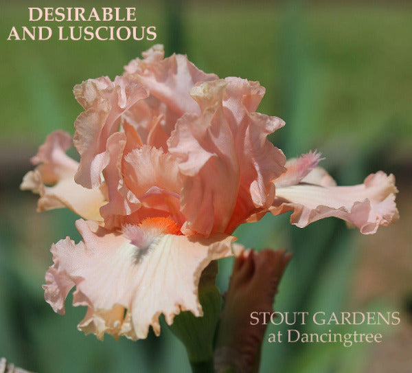 Pink tall bearded iris flower 'Desirable and Luscious' swown with horns at 'Stout Gardens at Dancingtree'.