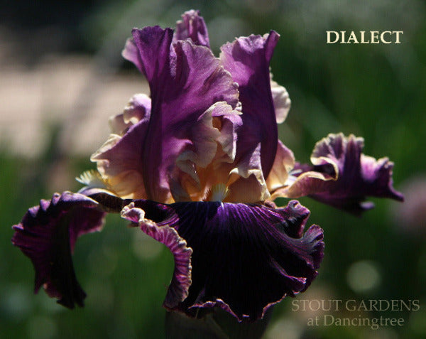 Dark purple tall bearded iris flower 'Dialect' with luminata pattern with yellow highlights at 'Stout Gardens at Dancingtree'.